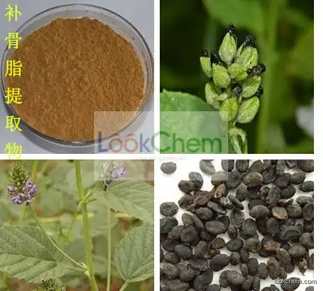 High quality Natural Psoralea corylifolia Extract--Psoralen