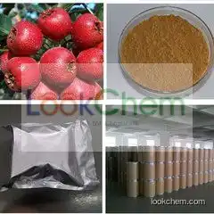 Hawthorn extract China supplier in bulk wholesale fructus crataegi extract