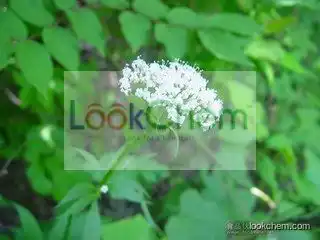 Natural Valerian Root Extract 4:1 5:1 10:1 20:1