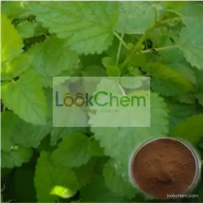 Hot Sell Lemon Balm Extract, Lemon Balm Extract Powder, 100% Natural Lemon Balm Extract