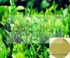 High Purity Green Tea Extract   Purity 90% 95%