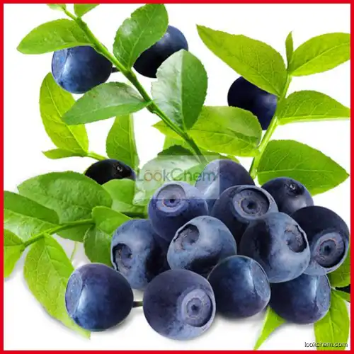 Natural Bilberry Extract 25%  Anthocyanidin