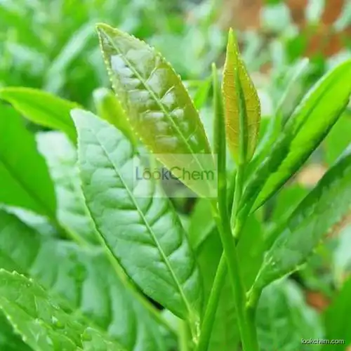 Factory Supply Natural Green Tea Extract 20%~95% EGCg