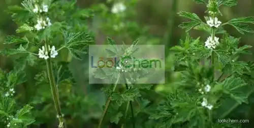 100% Natural Lagopsis supina extract ,horehound extract,horehound extract extract