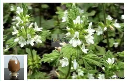 100% Natural Lagopsis supina extract ,horehound extract,horehound extract extract