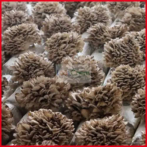 Natural Maitake Mushroom Extract 10%-30% Polysaccharides Botaniex Competitive Product