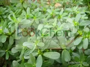 High Quality Natural Portulaca Oleracea Extract