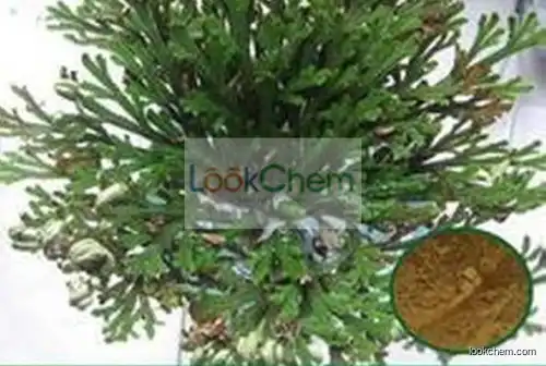 Selaginella Extract Amentoflavone Powder/Natural Selaginella Extract Amentoflavone