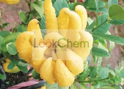 Natural Finger Citron Extract, Finger Citron powder, Fructus Citri Sarcodactylis Extract Powder