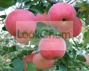 Apple Polyphenols / Phloretin / Phloridzin / Apple Extract