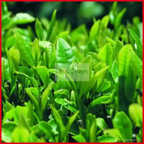 Green Tea Extract EGCg 90%