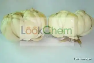 Good Quality Lily Extract/Bulbus Lilii extract 10:1