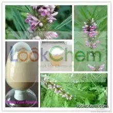 Top Quality Motherwort Herb Powder Extract