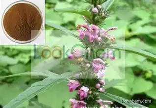 Top Quality Motherwort Herb Powder Extract