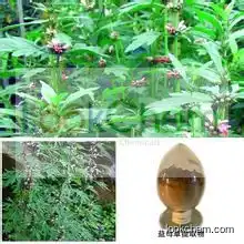 Top Quality Motherwort Herb Powder Extract