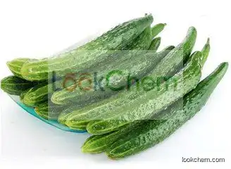 Bulk Supply  Nature Cosmetic Ingredients Cucumber Extract 10:1 Powder
