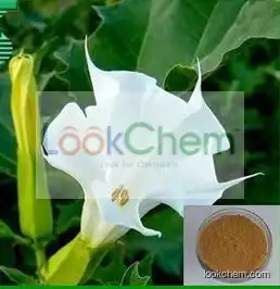 Top Quality Datura Metel Extract,Datura Metel Extract Powder,Datura Metel Extract