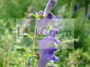 High quality Natural Scutellaria baicalensis Extract--Wogonin