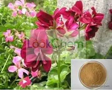 Geranium Extract, Geranium Extract Powder, Geranium Powder