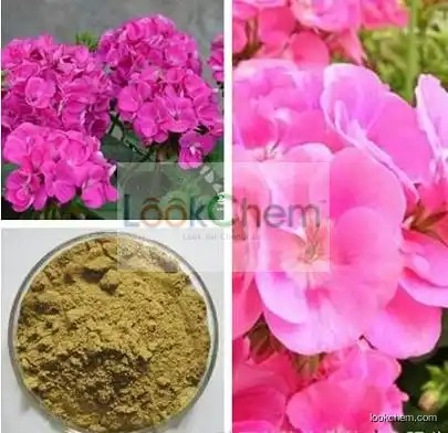 Geranium Extract, Geranium Extract Powder, Geranium Powder