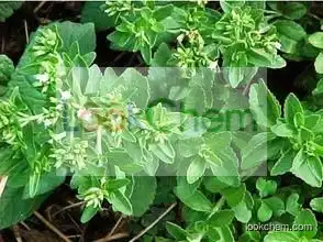 Top Quality Bulk Pure Stevia Extract