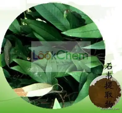 100%Natural Herba pyrrosiae extract/ Pyrrosia leaf extract