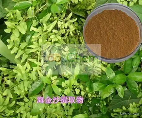 low price supply high quality lygodium japonicum Sw