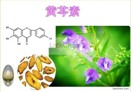 Scutellaria baicalensis Extract Baicalin 30% 98% Flavonoids Baicalein