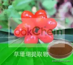 Grass Coral Powder,Grass Coral Seed Powder, Sarcandra Glabra Powder