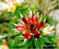 Natural Rhodiola Rosea Extract, Rhodiola Rosea P. E. Salidroside