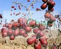 100% Natural Jujube Extract Factory Supply Ziziphus Jujuba Extract