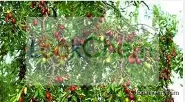 100% Natural Jujube Extract Factory Supply Ziziphus Jujuba Extract