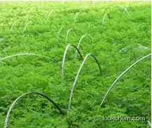 moringa oleifera powder health benefits