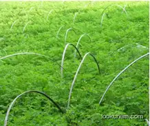 Moringa Leaves Powder - Moringa oleifera