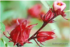 Roselle extract supplements