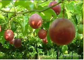 supply pure Passiflora edulis extract