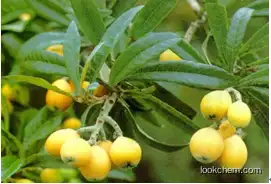 loquat leaf extract products