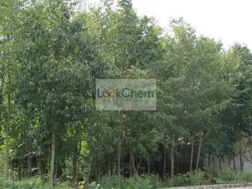 Eucommia ulmoides extract Chlorogenic acid 10%-50%