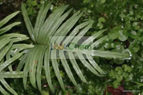 Natural 10% Triterpenes Polypodium Leucotomos Extract