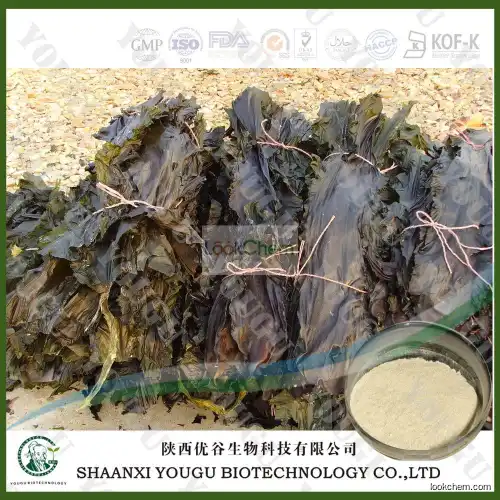 China Brown Seaweed Extract Fucoidan 95%, 85%/konbu fukoidan powder/kelp extract fuicodan Supplier