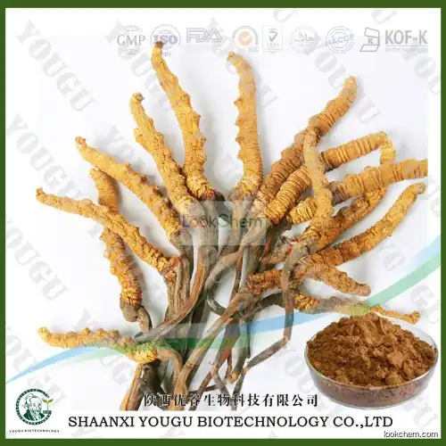 China cordyceps sinensis Extract polysaccharide Powder Supplier