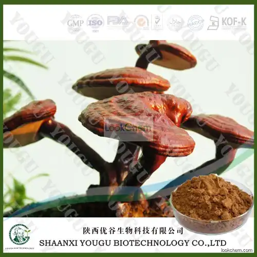 China Ganoderma lucidum extract 10%-60% polysaccharides wholesaler()