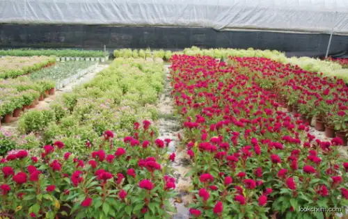 Silicone Wetting Agent for Flowers