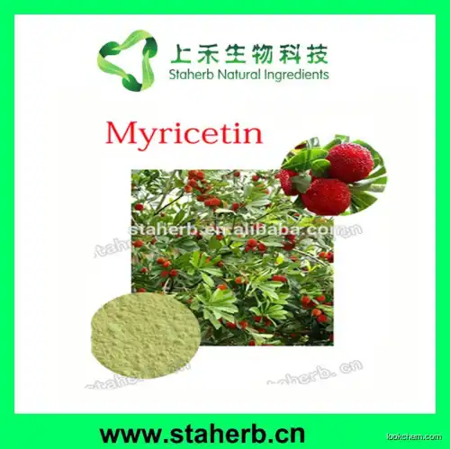 Bayberry Bark Extract 90%,98% Myricetin Manufacturer Natural Extract Herbal Extract Myricetin