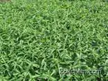 High quality Stevia extract: stevioside