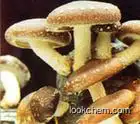 High quality Mushroom Extract: lentinan