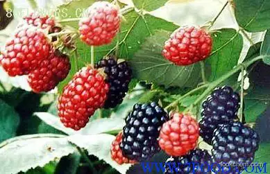 High quality Mulberry extract: anthocyanins