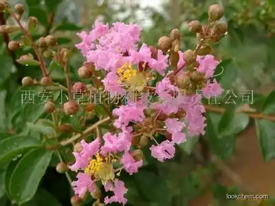 High quality Ligustrum lucidum extract