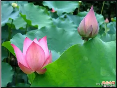 High quality Lotus leaf extract