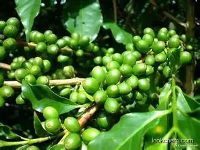 High quality The original acid green Coffee pea green (HPLC)